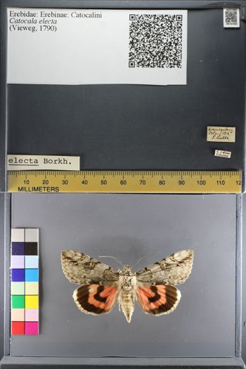 Media type: image;   Entomology 747065